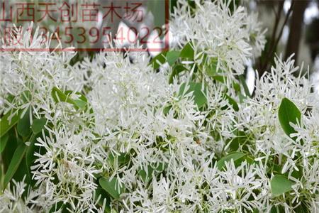 牛筋树生长什么地方