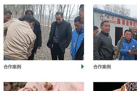 养殖金蝉几月份投苗