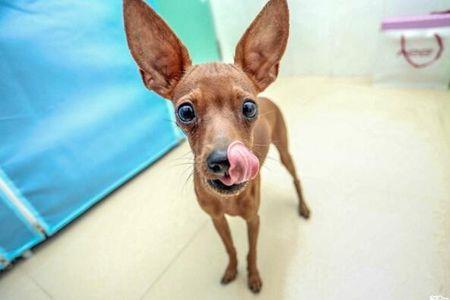 茶杯头小鹿犬的体重
