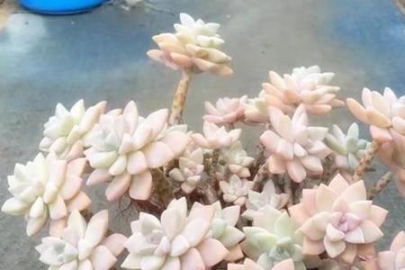 杏美人多肉是淡雪吗