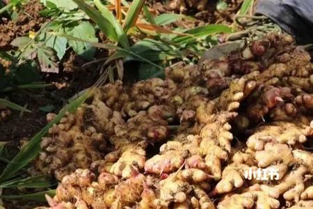 大黄姜和小黄姜有什么区别