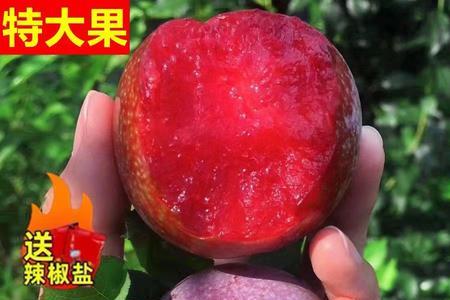 银妃三华李几月成熟