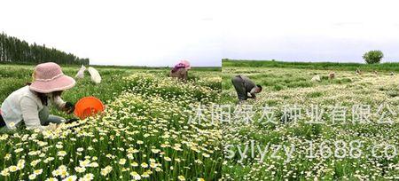 菊花心种子怎么种植