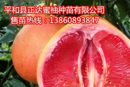 海南山柚苗几月份种好