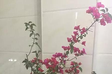 簕杜鹃怎么修剪开花多