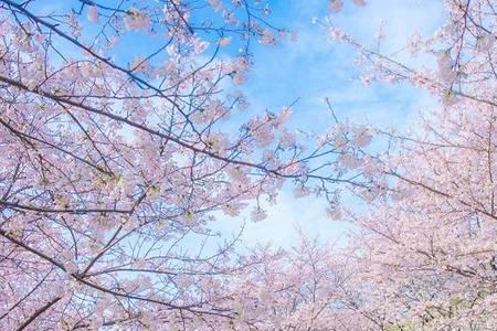 樱花有没有毒