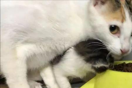如何让猫吃家里的饭