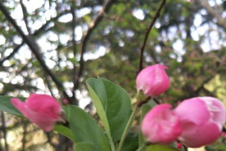 绿树红花依旧开全诗