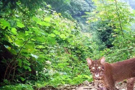 金猫和云豹谁厉害