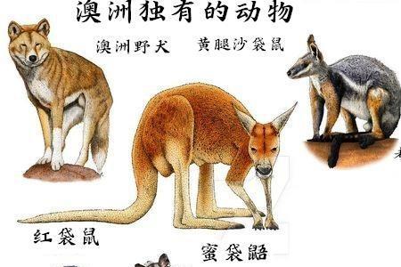 袋鼠的天敌是袋狼吗