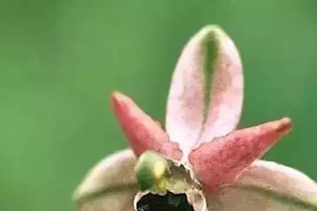 蝙蝠的眼睛有绿色的吗