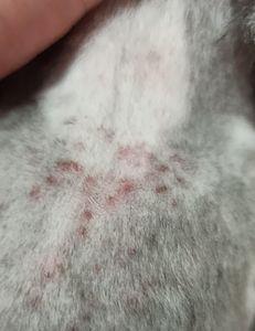 为什么猫咪洗完澡后身上有腥味