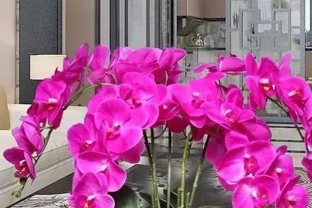 吉利花好养吗