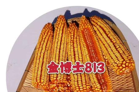 金博士307玉米品种介绍