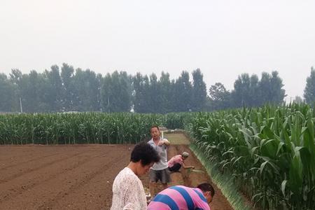葱苗移栽的时间和方法