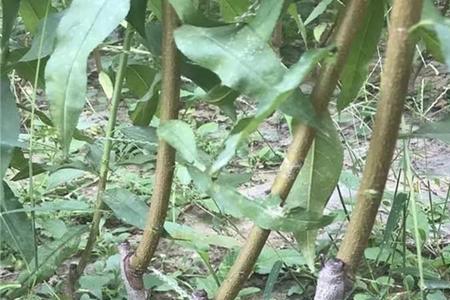 刚载桃树苗可以嫁接吗