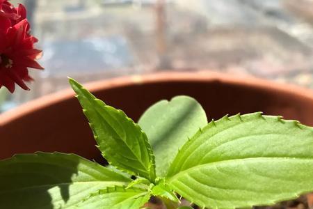 凤仙花的种子当年可以种吗