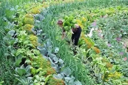 菜地是耕地吗