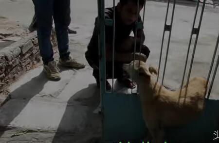 奋力挣扎的意思