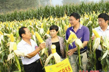 蠡乐969和安农876玉米种哪个好