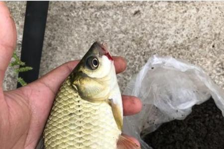 武汉野芷湖的鱼可以吃吗