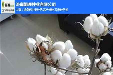 棉花籽有哪些用途