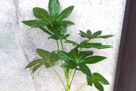 八角金盘一盆中栽几棵合适