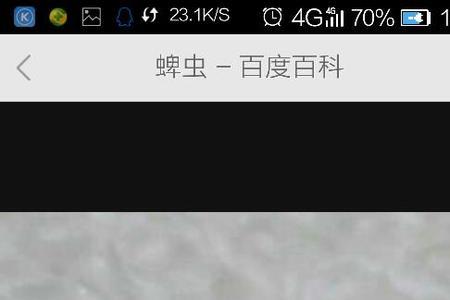 类似隐翅虫的虫子触须很长