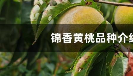 锦香黄桃优缺点