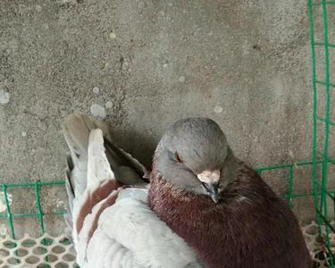 麻背鸽子是什么品种
