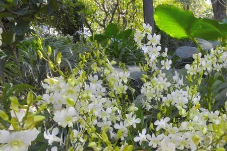 小白花是什么品种