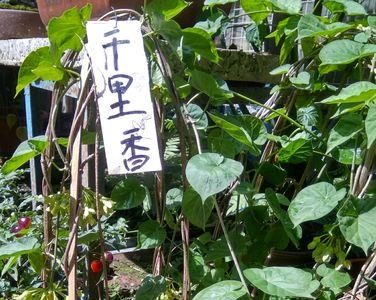藤本夜来香什么时候开花