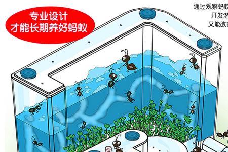 蚂蚁城堡为什么养不活
