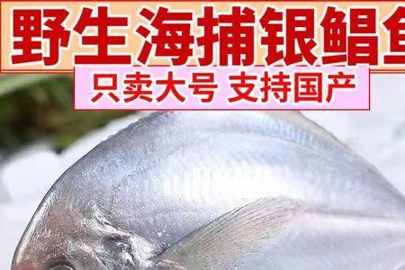 舟山什么鱼最贵最好吃