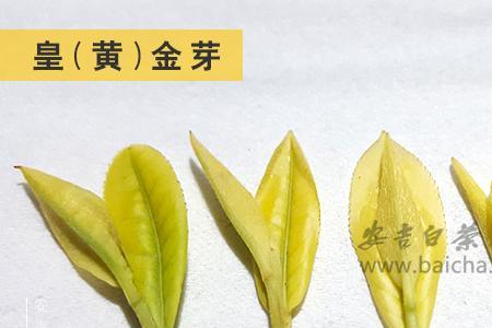 珍珠奶白茶与特早奶白茶的区别