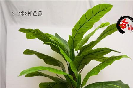芭蕉可以太阳底下晒吗