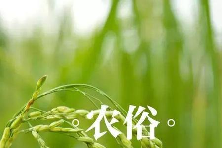 大薯怎么磨成粉