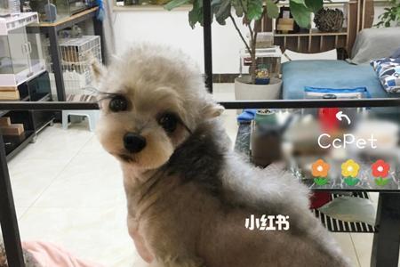 超小体雪纳瑞成年体重