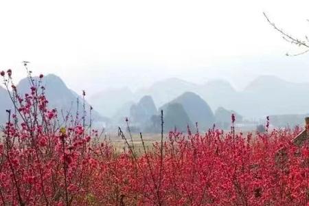 兴义桃花谷什么时候开放的