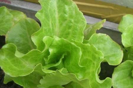 生菜球8月份的育苗及管理