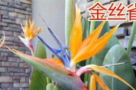 大叶金钻和望鹤兰怎么区分