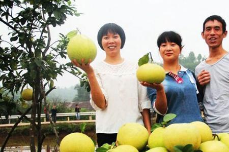 山柚什么时候采摘最好