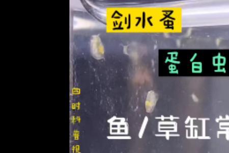 贝蚤和水蚤区别