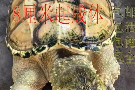 小鳄龟一天喂几次
