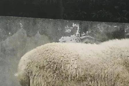 湖羊品种大全
