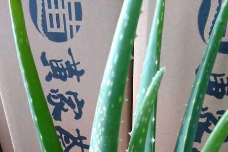 库拉索芦荟漆怎么样