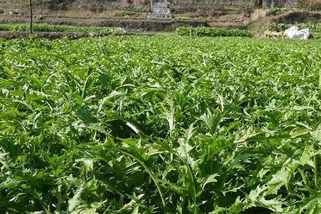 湖南梅干菜是什么菜