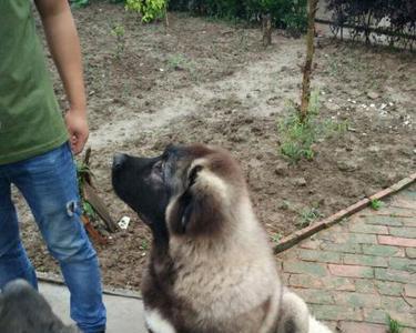 高加索犬初月是多大的