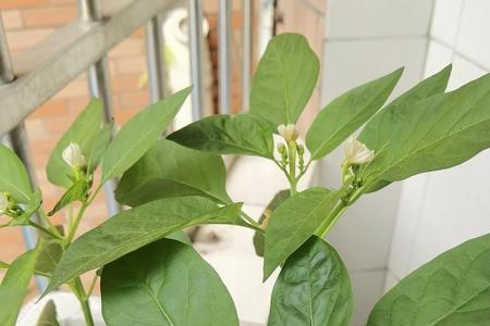 菜椒没长大就烂用什么方法