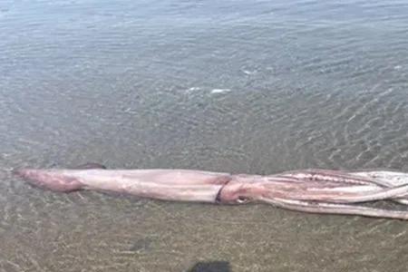 深海鱿鱼和普通鱿鱼区别